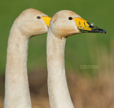 Wilde zwaan - Whooper swan - Cygnus cygnus