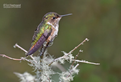 Vulkaankolibrie - Volcano Hummingbird - Selasphorus flammula torridus