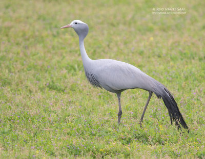 Stanleys Kraanvogel - Blue Crane - Ardea paradisea