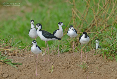 Amerikaanse Steltkluut - Black-necked Stilt - Himantopus mexicanus