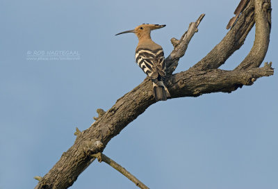 Hop - Hoopoe - Upupa epops