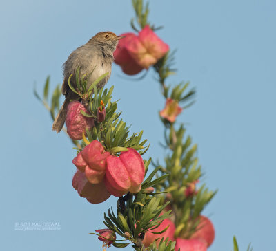 Bruinkopgraszanger - Piping Cisticola - Cisticola fulvicapilla