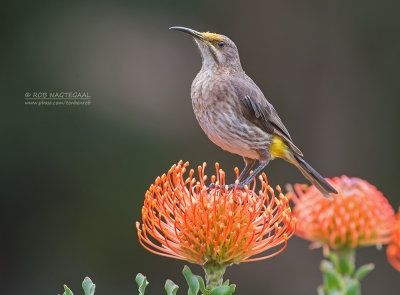 Kaapse Suikervogel - Cape Sugarbird - Promerops cafer