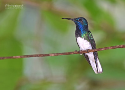 Witnekkolibrie - White-necked Jacobin - Florisuga mellivora