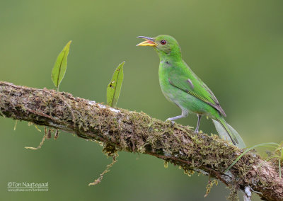 Groene suikervogel - Green Honeycreeper - Chlorophanes spiza