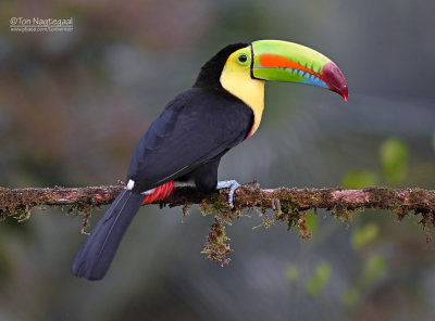 Zwavelborsttoekan - Keel-billed Toucan - Ramphastos sulfuratus