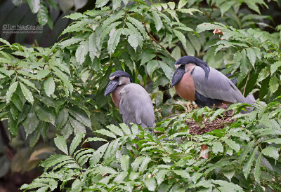 Schuitbekreiger - Boat-billed Heron - Cochlearius cochlearius