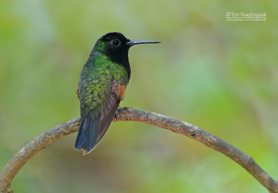 Zwartbuikkolibrie - Black-bellied Hummingbird - Eupherusa nigriventris