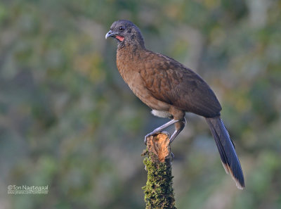 Grijskopchachalaca - Gray-headed Chachalaca - Ortalis cinereiceps