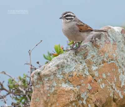 Kaapse Gors - Cape Bunting - Emberiza capensis