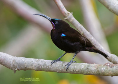 Amethisthoningzuiger - Amethyst Sunbird - Chalcomitra amethystina