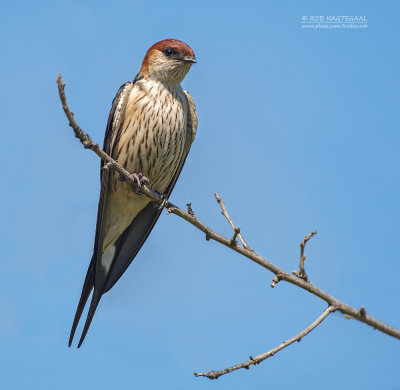 Kaapse Zwaluw - Greater Striped-Swallow - Cecropis cucullata
