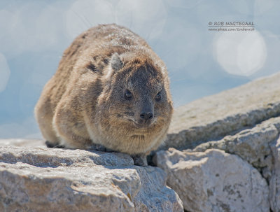 Johnstons Klipdas - Rock Hyrax - Procavia capensis