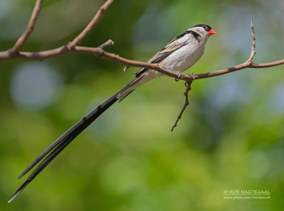 Dominikanerwida - Pin-tailed Whydah - Vidua macroura