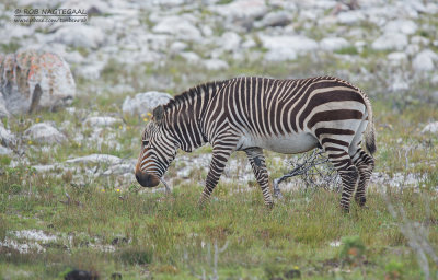 Kaapse Bergzebra - Cape mountain zebra - Equus zebra zebra