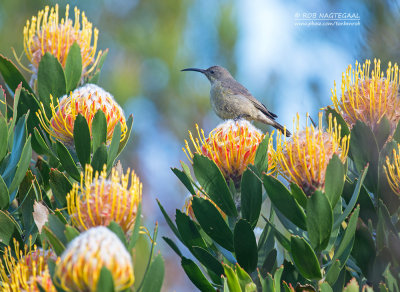 Emeraldhoningzuiger - Malachite Sunbird - Nectarinia famosa