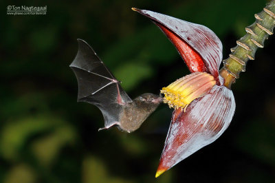 Langneusvleermuis - Common Long-tongued Bat - Choeronycteris mexicana