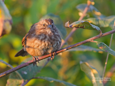 Zanggors - Song Sparrow - Melospiza melodia