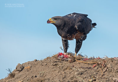 Jakhalsbuizerd - Jackal Buzzard - Buteo rufofuscus