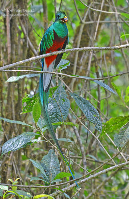 Quetzal  - Resplendent Quetzal - Pharomachrus mocinno