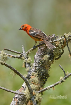 Bloedtangare - Flame-colored Tanager - Piranga bidentata citrea