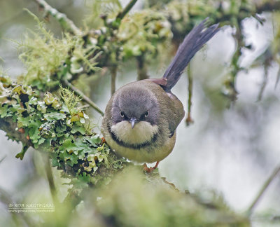 Halsbandapalis - Bar-throated Apalis - Apalis thoracica