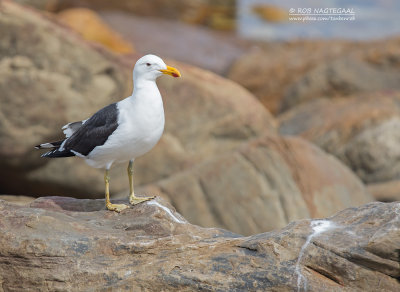 Kelpmeeuw - Kelp Gull - Larus dominicanus