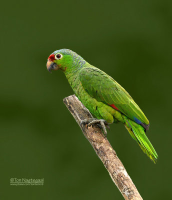  Geelwangamazone Papegaai - Red-lored Parrot - Amazona autumnalis salvini
