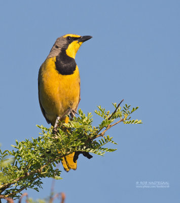 Bokmakierieklauwier - Bokmakierie Bushshrike - Telophorus zeylonus