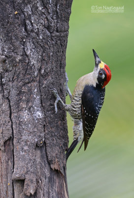 Zwartwangspecht - Black-cheeked Woodpecker - Melanerpes pucherani