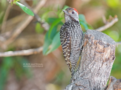 Kardinaalspecht - Cardinal Woodpecker - Dendropicos fuscescens