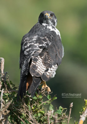 Augur Buizerd - Augur Buzzard - Buteo augur