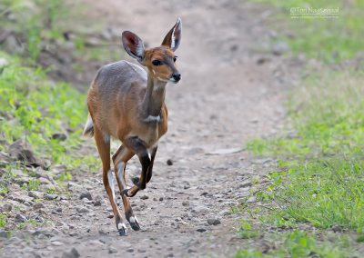 Bosbok - Bushbuck - Tragelaphus scriptus massaicus