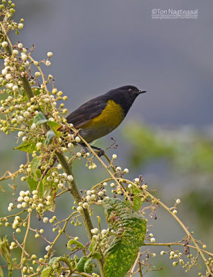 Geelflankzijdevliegenvanger - Black-and-yellow Silky-flycatcher - Phainoptila melanoxantha