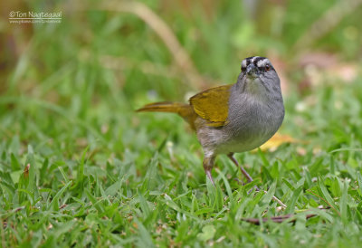 Panamagors - Black-striped Sparrow - Arremonops conirostris striaticeps