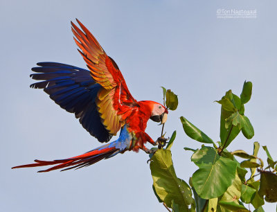 Geelvleugelara - Scarlet Macaw - Ara macao