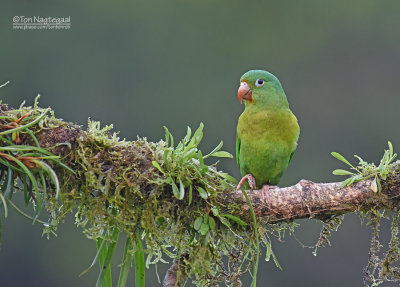 Toviparkiet - Orange-chinned Parakeet - Brotogeris jugularis