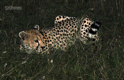 Jachtluipaard - Cheetah - Acinonyx jubatus