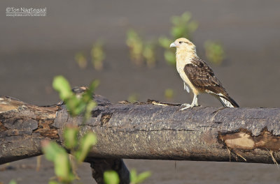 Geelkopcaracara - Yellow-headed Caracara - Milvago chimachima cordata