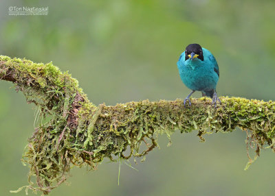 Groene suikervogel - Green Honeycreeper - Chlorophanes spiza