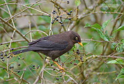 Roetlijster - Sooty Thrush - Turdus nigrescens