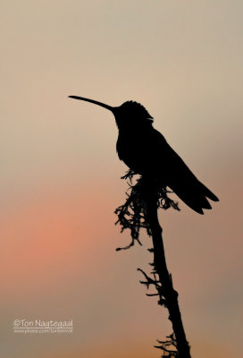 Lawrence Kolibrie - Talamanca hummingbird - Eugenes spectabilis