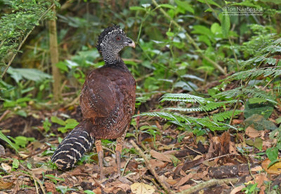 Bruine Hokko - Great Curassow - Crax rubra