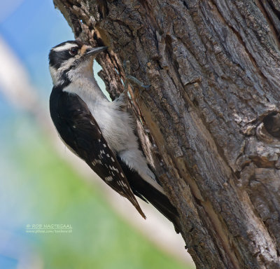 Donsspecht - Downy Woodpecker - Picoides pubescens
