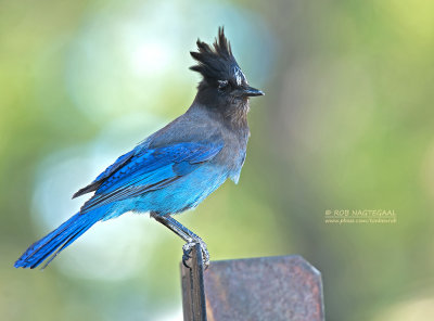 Stellers Gaai - Stellers Jay - Cyanocitta stelleri