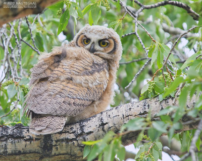 Amerikaanse Oehoe - Great Horned Owl - Bubo virginianus subarcticus