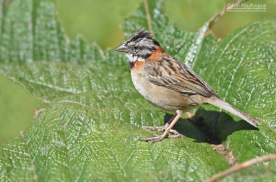 Roodkraaggors - Rufous-collered Sparrow - Zonotrichia capensis costaricensis