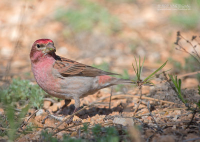 Cassins Roodmus - Cassin's Finch - Haemorhous cassinii