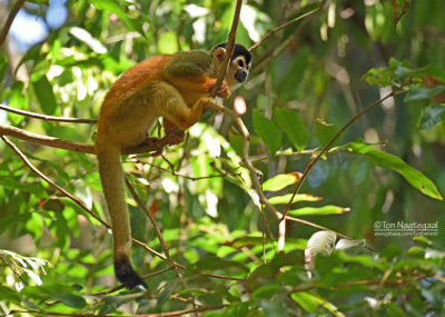 Geel doodshoofdaapje - Red-backed Squirrel Monkey - Saimiri oerstedii