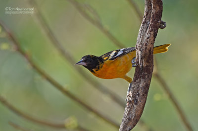 Baltimoretroepiaal - Baltimore Oriole - Icterus galbula